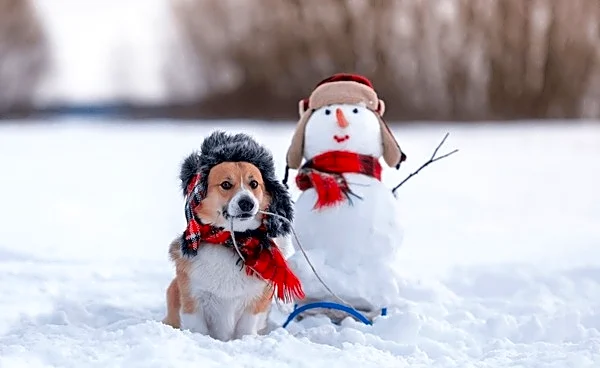 Chicago Pup Turns Snowman Project Into Pure Winter Chaos
