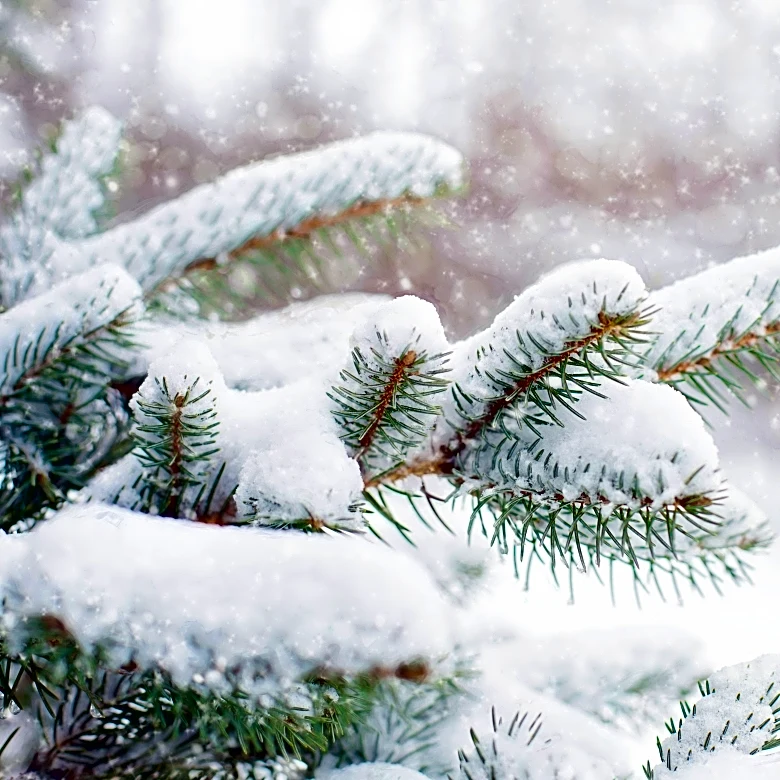 Winter Precipitation Explained: Snow, Sleet, And Graupel