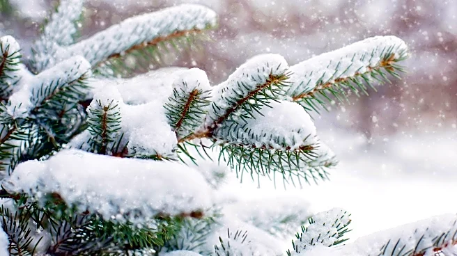 Winter Precipitation Explained: Snow, Sleet, And Graupel