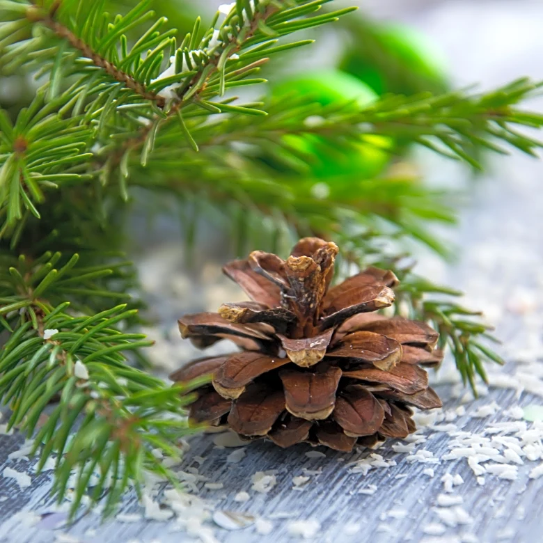 What Really Keeps Your Christmas Tree Fresher For Longer