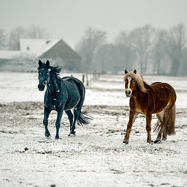 Smart Winter Tips To Keep Pets And Livestock Safe Outdoors