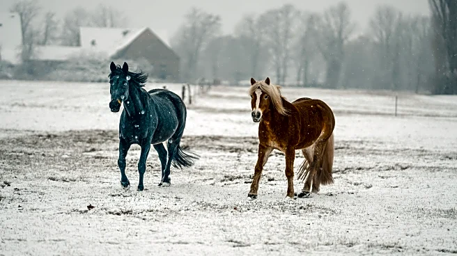 Smart Winter Tips To Keep Pets And Livestock Safe Outdoors