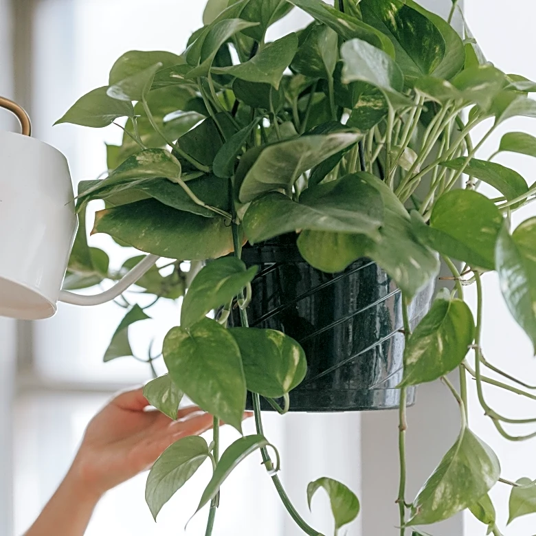 Indoor Plants That Thrive Even In Dry Winter Air