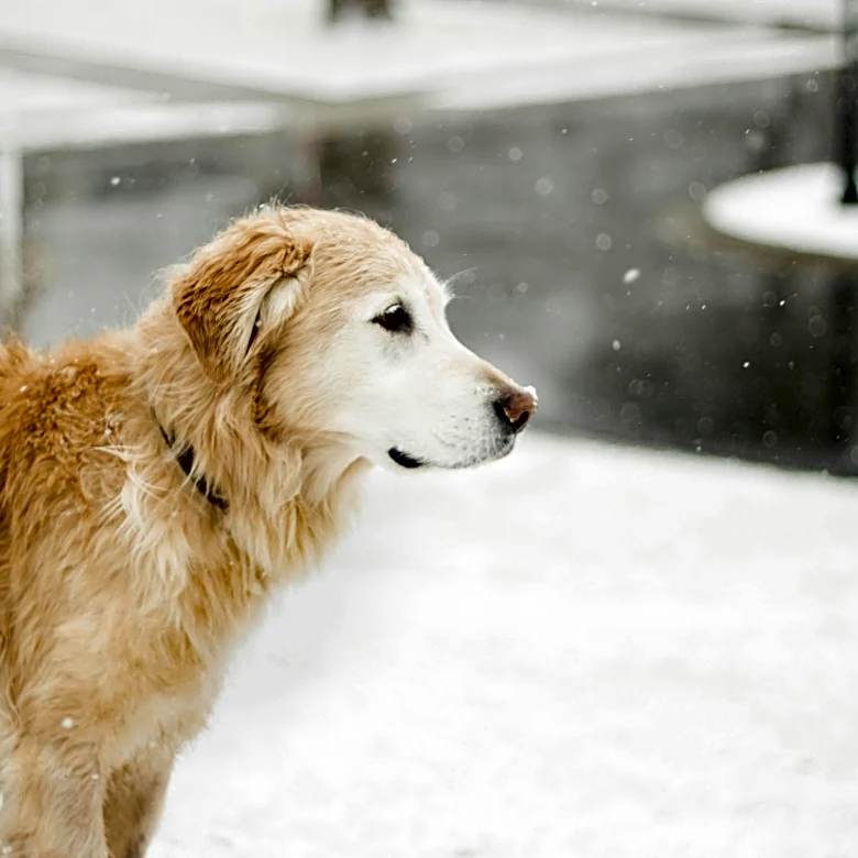 Simple Winter Tips To Protect Your Pets From the Cold