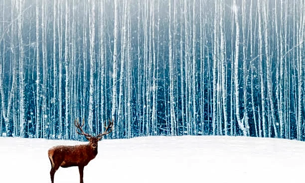 Small Outdoor Habits That Help Wildlife Thrive Through the Winter