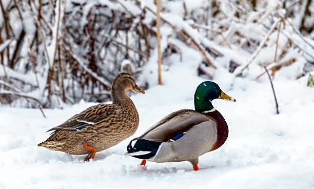 Chilly Weather, Happy Ducks: Snowy Scenes Delight All