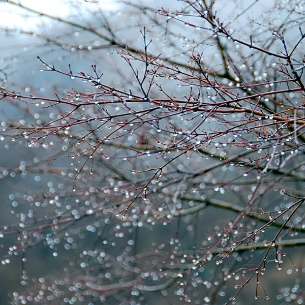 Soaking Storm System Delivers Flooding Risks in Northwest