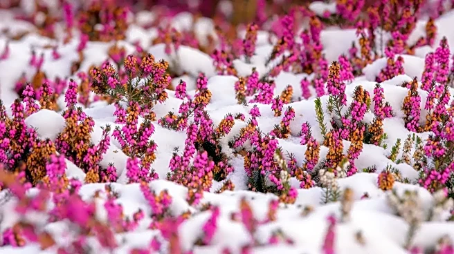 Spot Holiday-Pretty Plants That Secretly Threaten Your Winter Garden