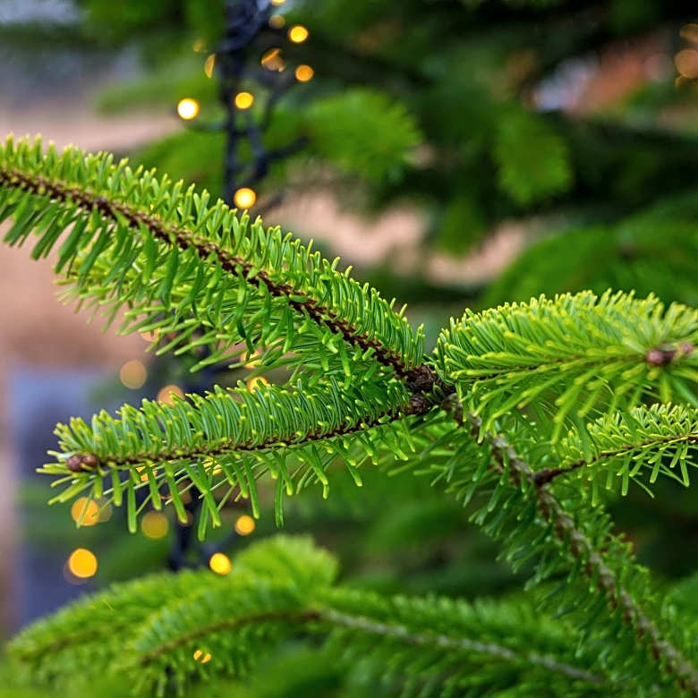 How Often You Should Water Christmas Trees To Keep Them Fresh Longer