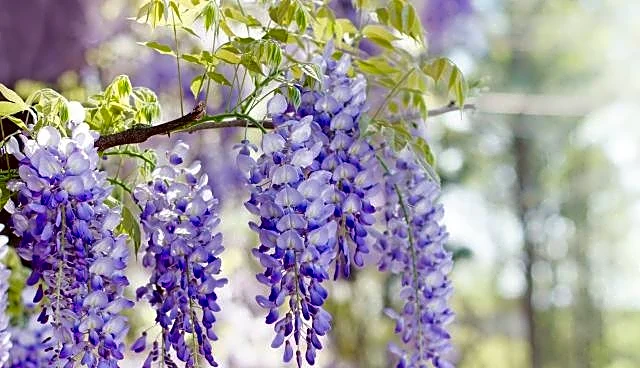 Remove These Winter Invasive Plants Before They Spread In Spring