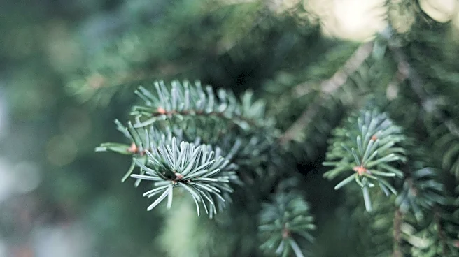 Live Christmas Tree Care Tips To Keep It Fresh From Now Through New Year