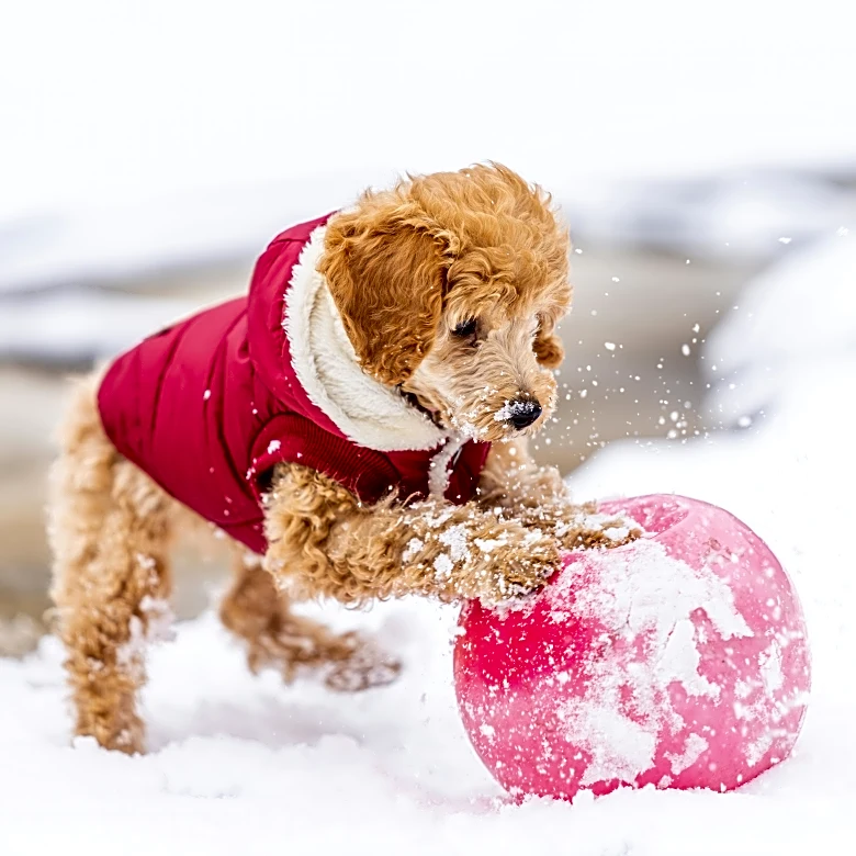 Protecting Dogs In Cold Weather: Do Jackets Make A Difference?