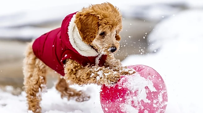 Protecting Dogs In Cold Weather: Do Jackets Make A Difference?