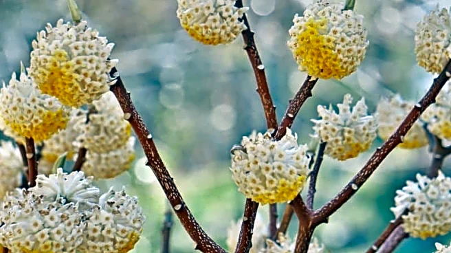 Winter Pollinator Plants You Should Wait To Prune