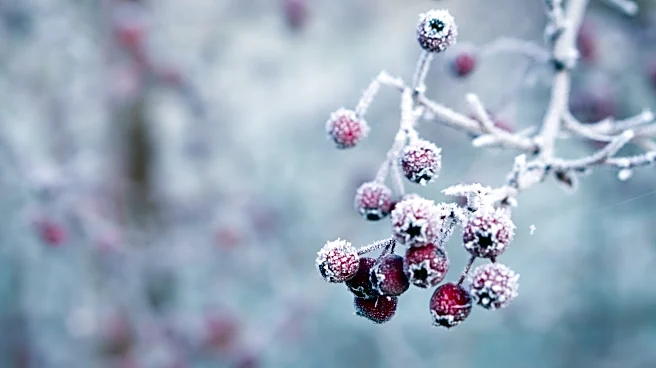 December Garden Tasks You Can Still Tackle Before Frost