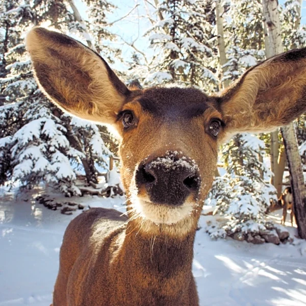 Winter Deer Feeding Can Harm Wildlife, Say Experts