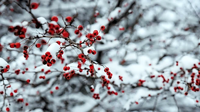 Holiday Snow Forecast: Where a White Christmas Could Happen