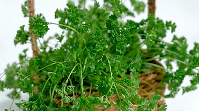 Winter Scrap Gardening Ideas That Bring New Life To Your Kitchen Waste