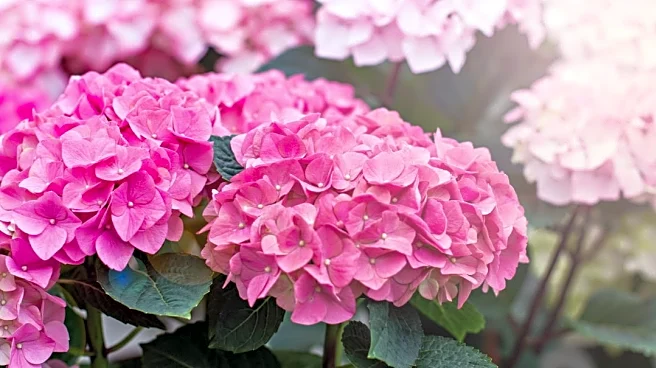 Key Hydrangea Prep Steps Before Frost Arrives In Your Neighborhood