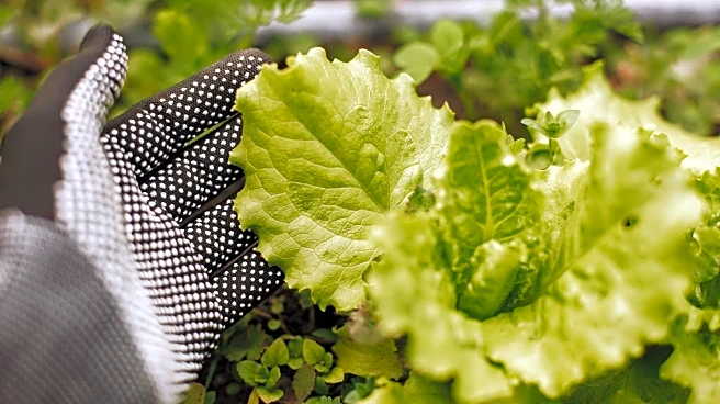 Tips To Overwinter Leafy Greens For Fresh, Seasonal Harvests