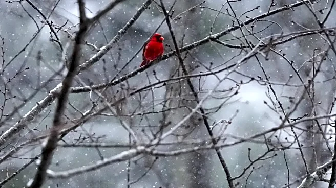 Montana, Wyoming, Idaho, Washington, Oregon Face Strong Winds