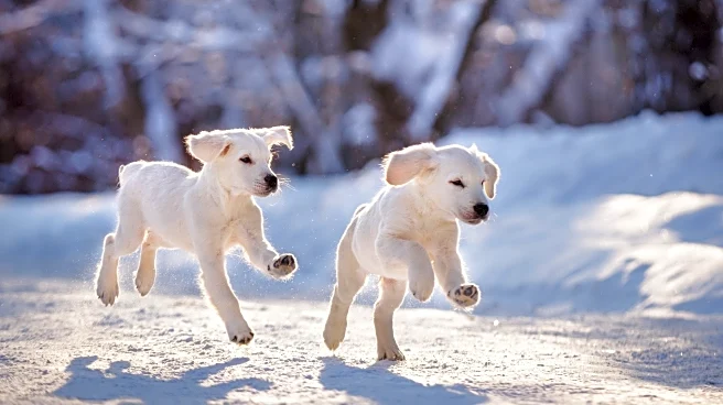 Keep Your Pets Happy And Safe Through The Winter Months