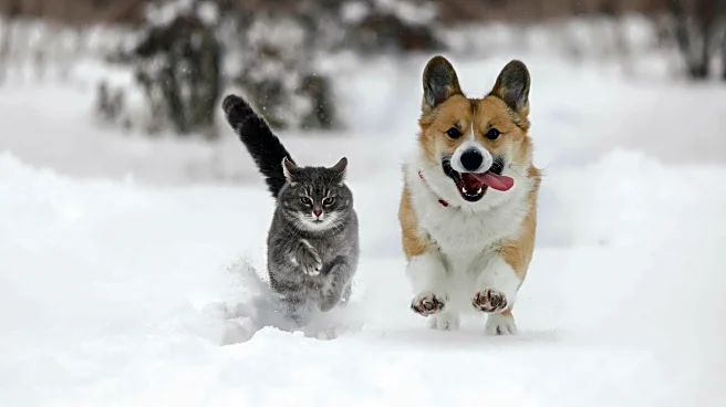 How To Keep Pets Safe, Warm, And Comfortable This Winter
