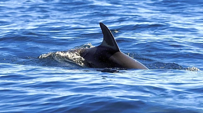 White Shark Ripple Follows Warmer Waters to Gulf