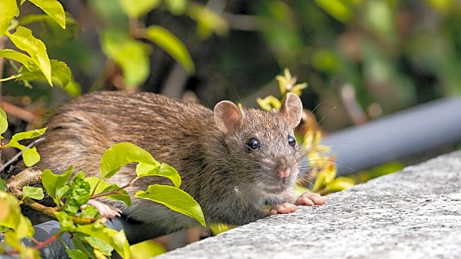 Beware Toilet Rats: Floodwaters Spark Unusual Warning in Washington