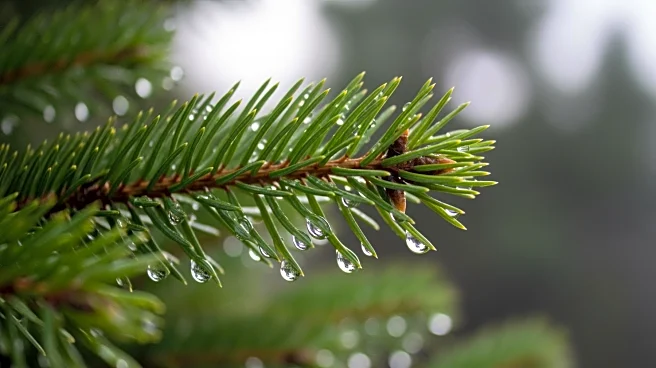 Wet Weather Expected on Christmas Day in Maryland