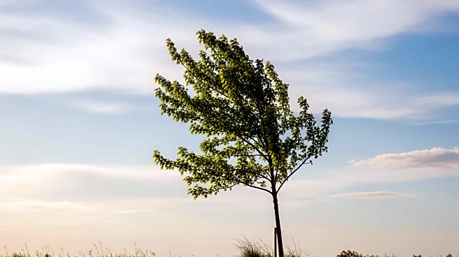 Charlotte Weather Forecast: Mild Conditions Expected