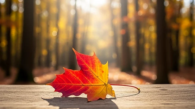 Fall Foliage Peaks in Appalachia: A Seasonal Spectacle