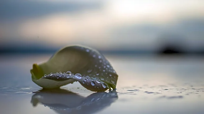 Rain Expected at Rose Parade on New Year's Day