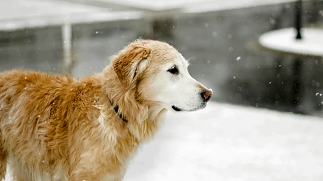 How To Protect Pets From Cold Weather This Winter