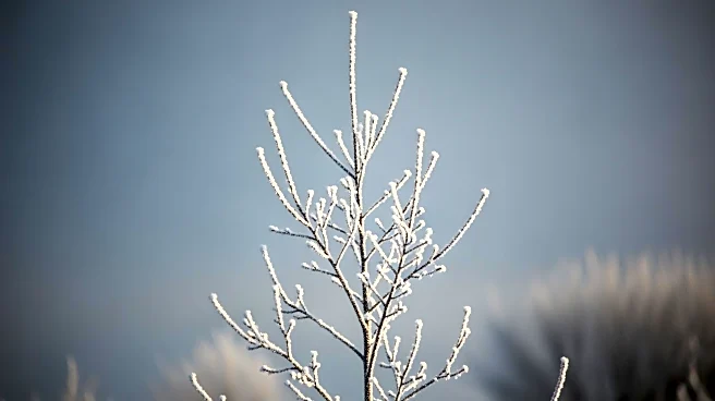 Cold Front to Bring Freezing Temperatures to South Carolina