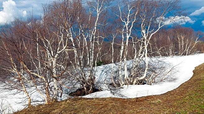 January Thaw Explained: Why Winter Can Briefly Feel Like Spring