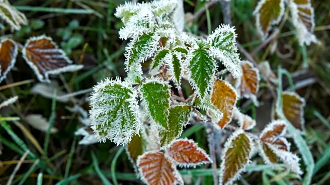 Houston Edges Toward First Freeze Of 2026 As Arctic Air Approaches