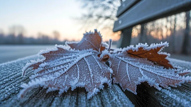 Jacksonville Braces for Coldest Temperatures in Four Years