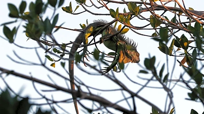 Falling Iguanas Return as Florida Plunges Below 40°F