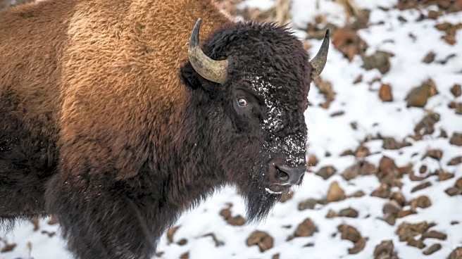 Snowy “Bison Jam” Halts Cars in Yellowstone National Park