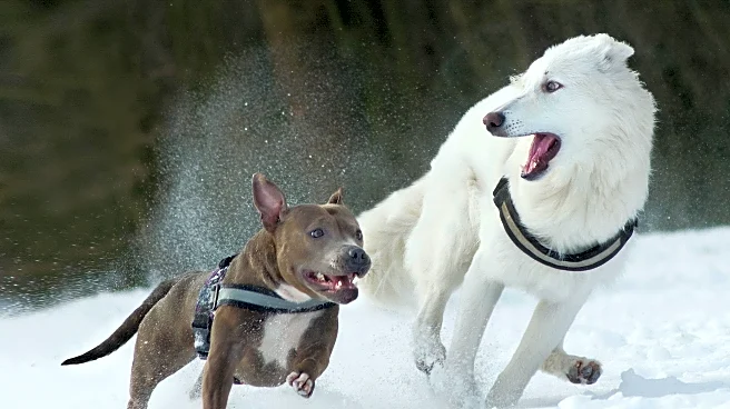 Essential Winter Safety Tips To Protect Dogs And Cats From Cold