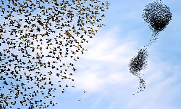 Starlings Dazzle Under the Wolf Moon in a Mesmerizing Sky Dance