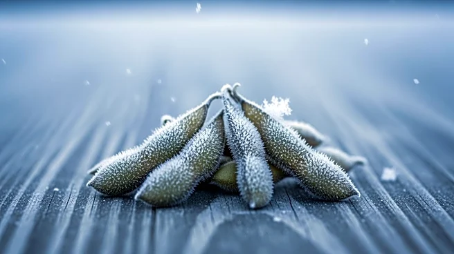 Winter Storm Approaches, Impacting Soy Basis