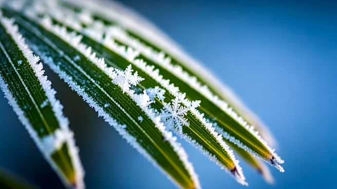Snow Flurries Possible in Florida Amid Extreme Cold