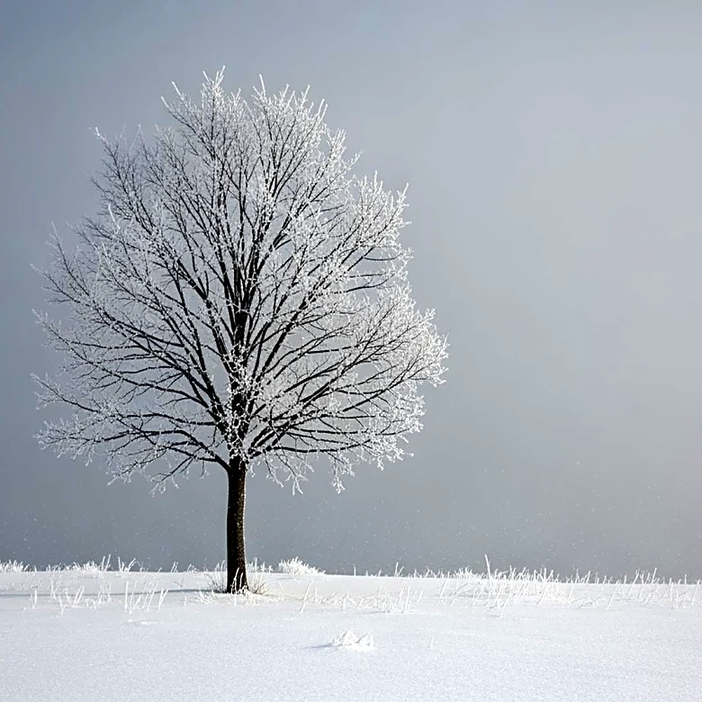 Maryland Faces 35 Cold-Weather Deaths Amid Harsh Winter Conditions