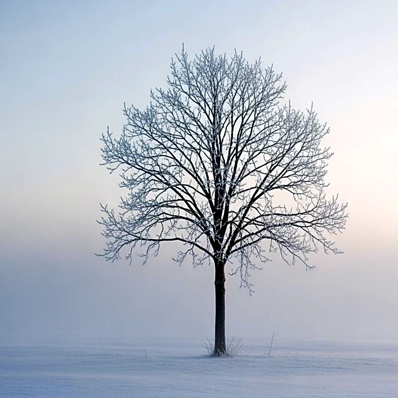 Northeastern US Faces Dangerous Cold with Wind Chills of -20°F