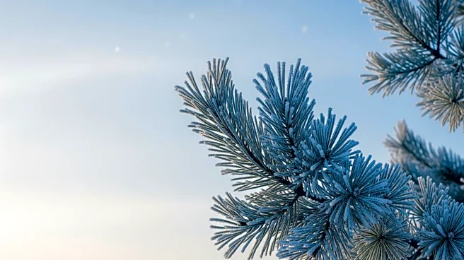 Minnesota Faces Cold Weather Conditions in Early February