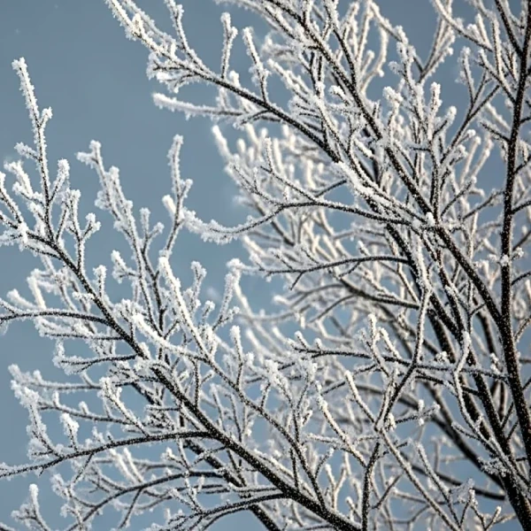 Midwest Faces Cold Snap with Temperatures Dropping