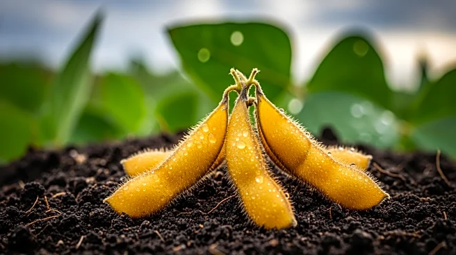 Brazil's Soybean Harvest Progresses Amid Weather Challenges