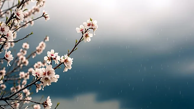 California Almond Farmers Brace for Incoming Storm Amid Blooming Season